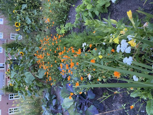 Gemüse, Obst und Blumen, Vielfalt in der Stadt