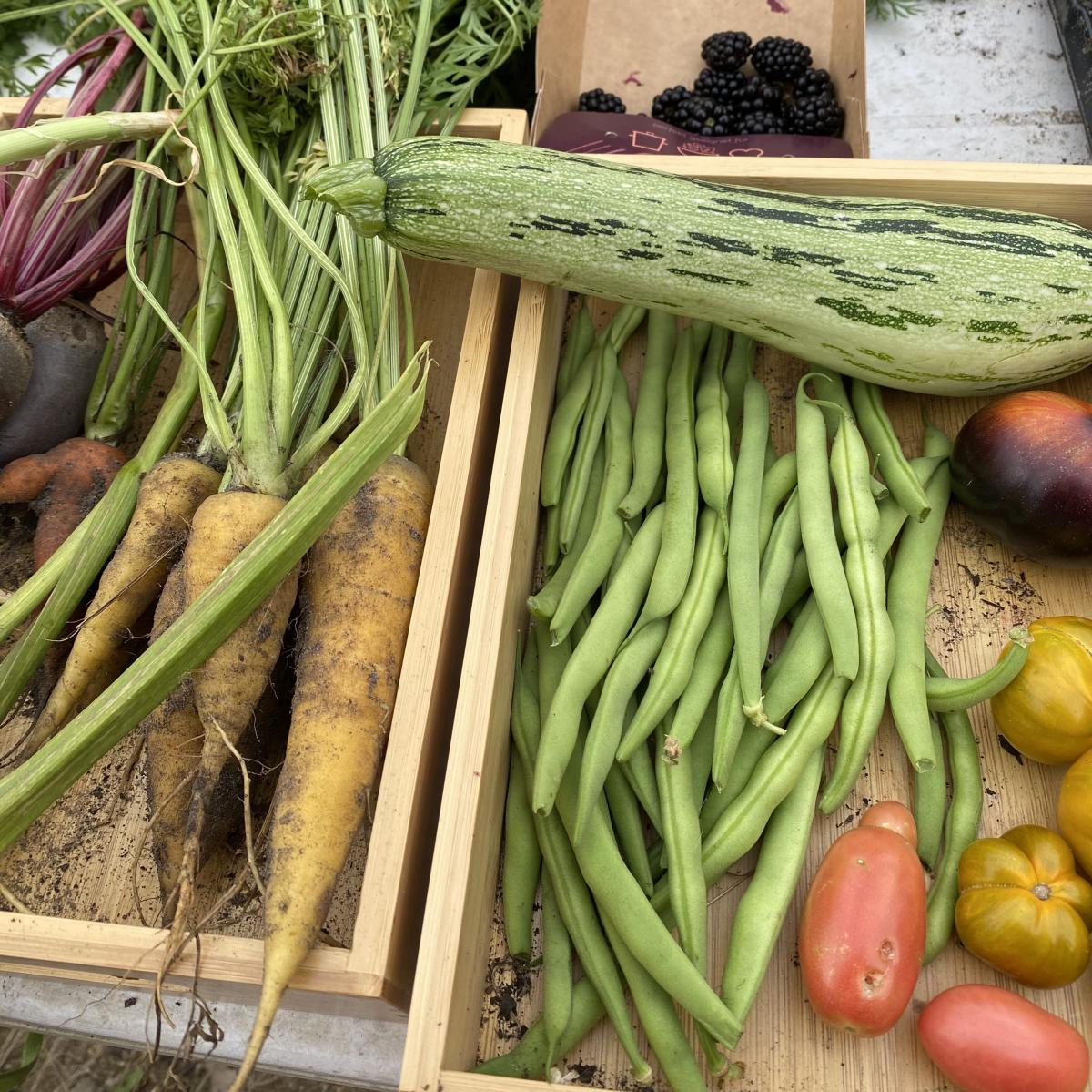 Bunte Vielfalt aus unserem Garten